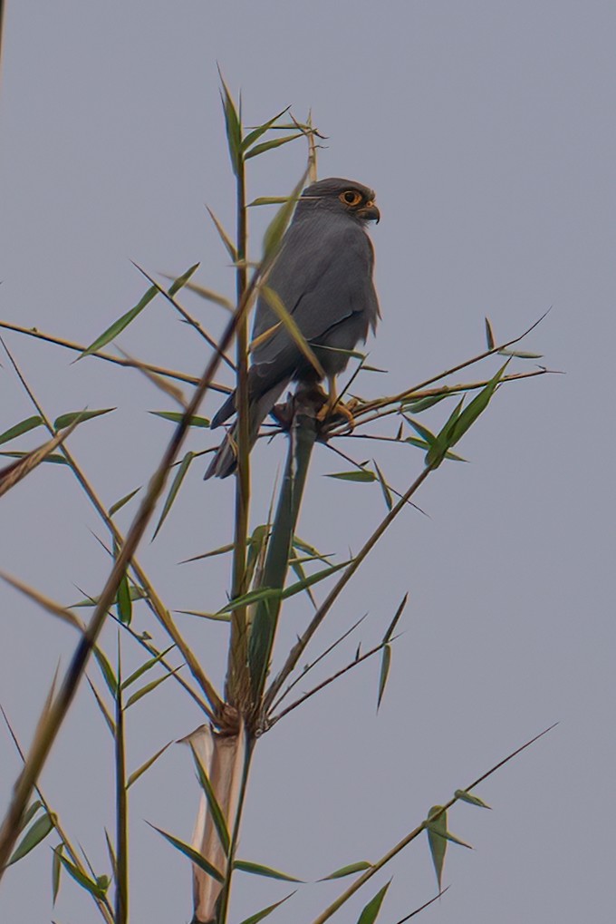 Gray Kestrel - ML623645175