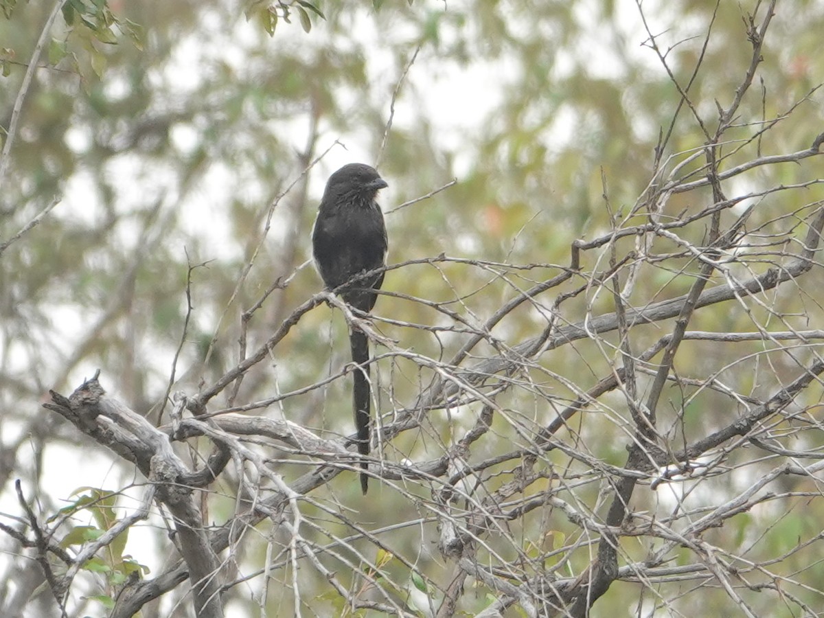 Magpie Shrike - Liz Soria