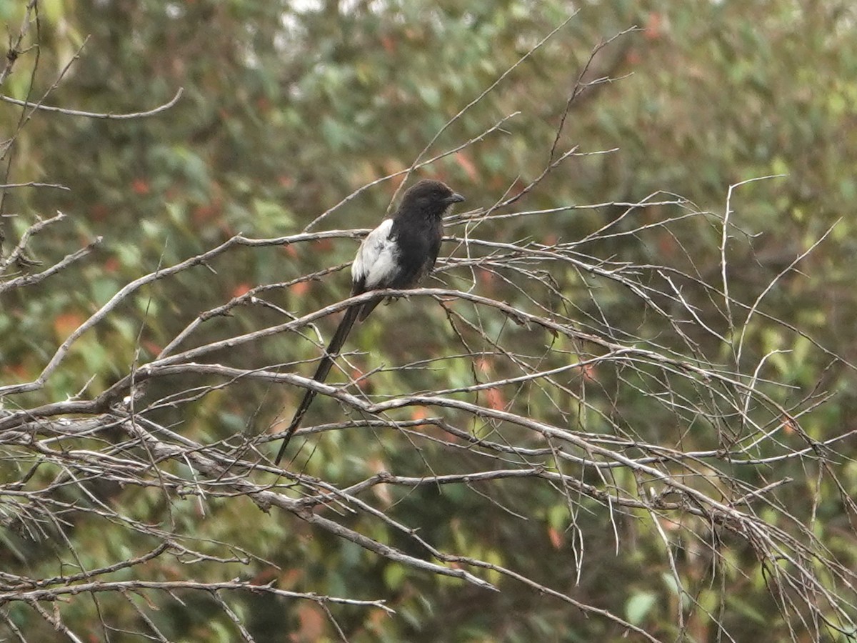 Magpie Shrike - Liz Soria