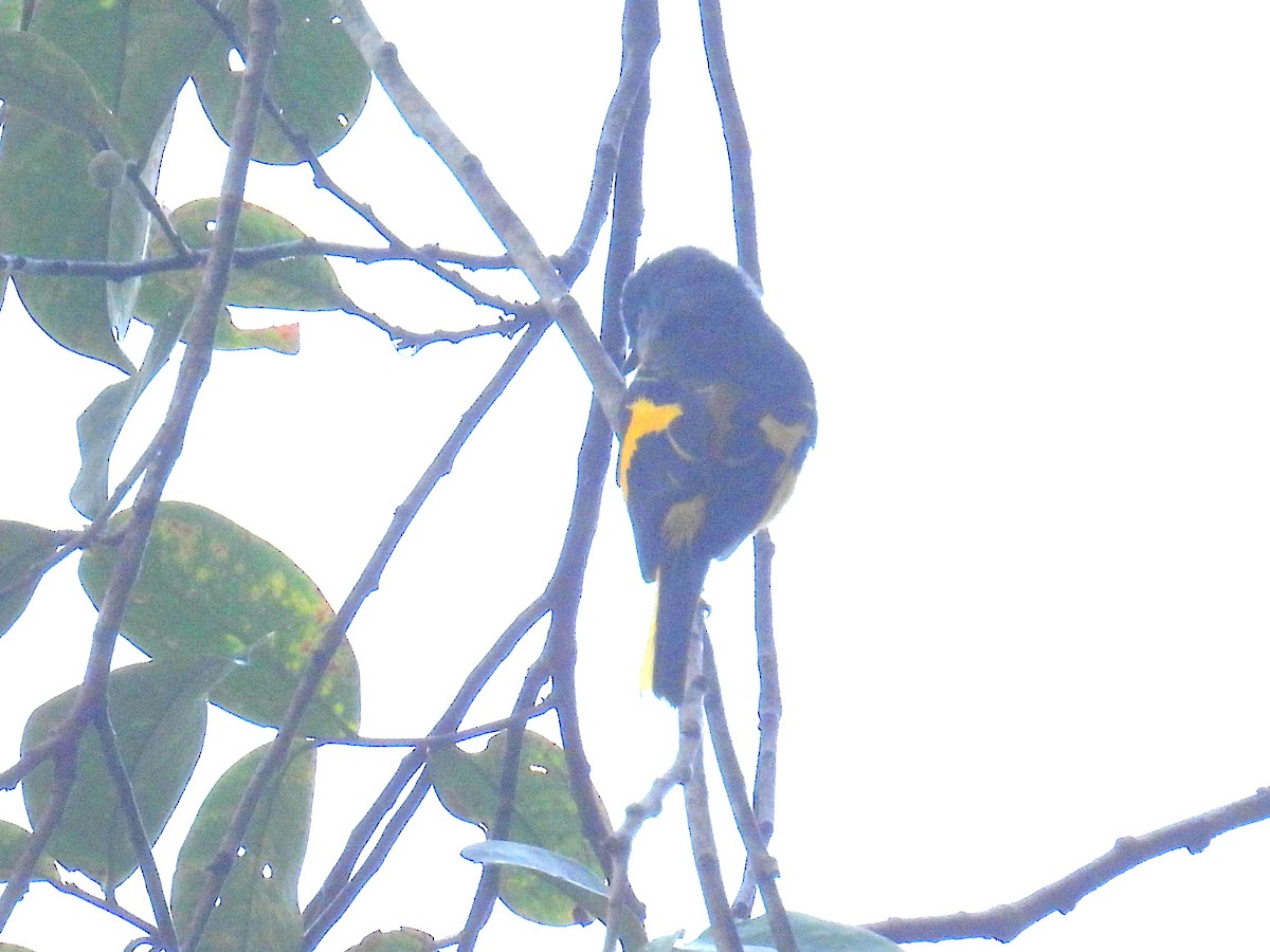 Gray-chinned Minivet (Gray-throated) - ML623645199