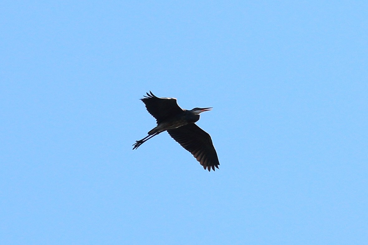 Great Blue Heron - Jeffrey Fenwick