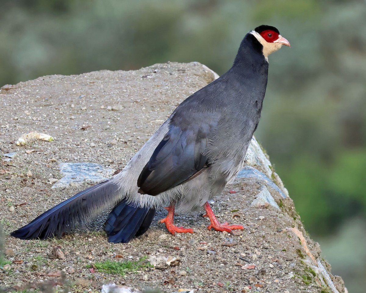 Tibetan Eared-Pheasant - ML623645241