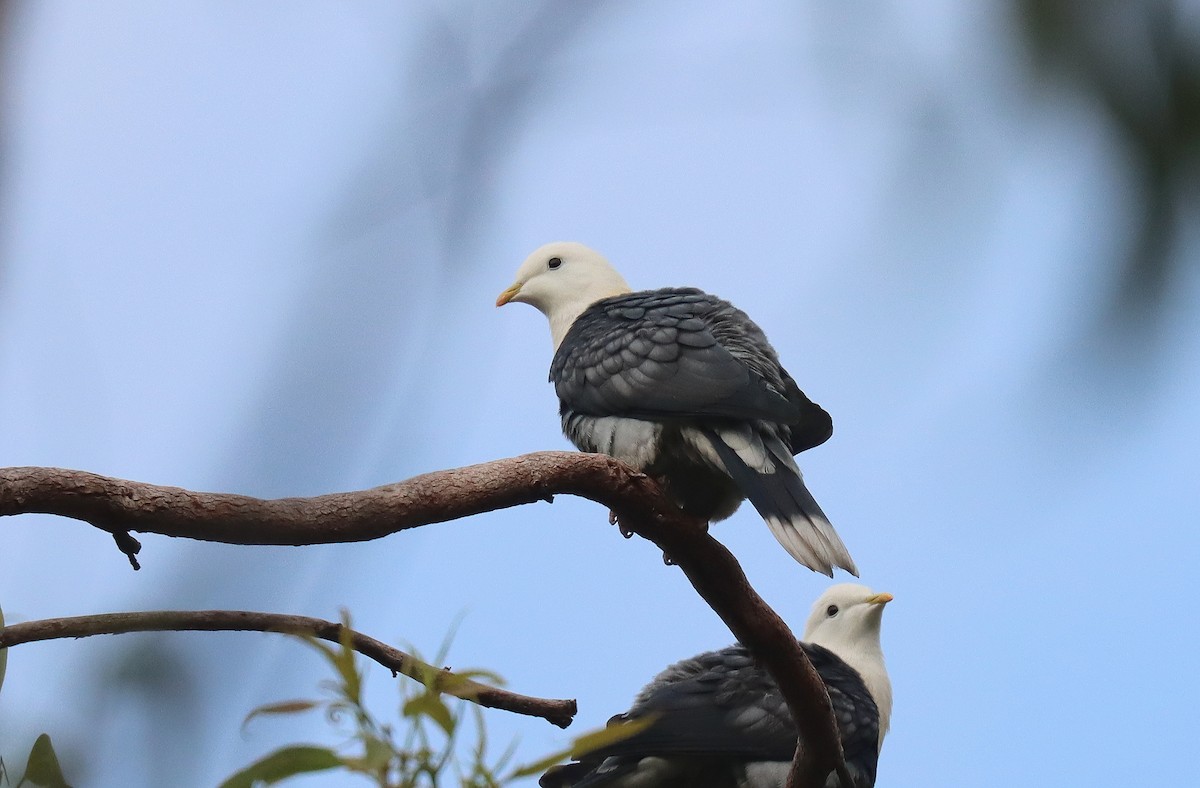 Black-banded Fruit-Dove - ML623645242