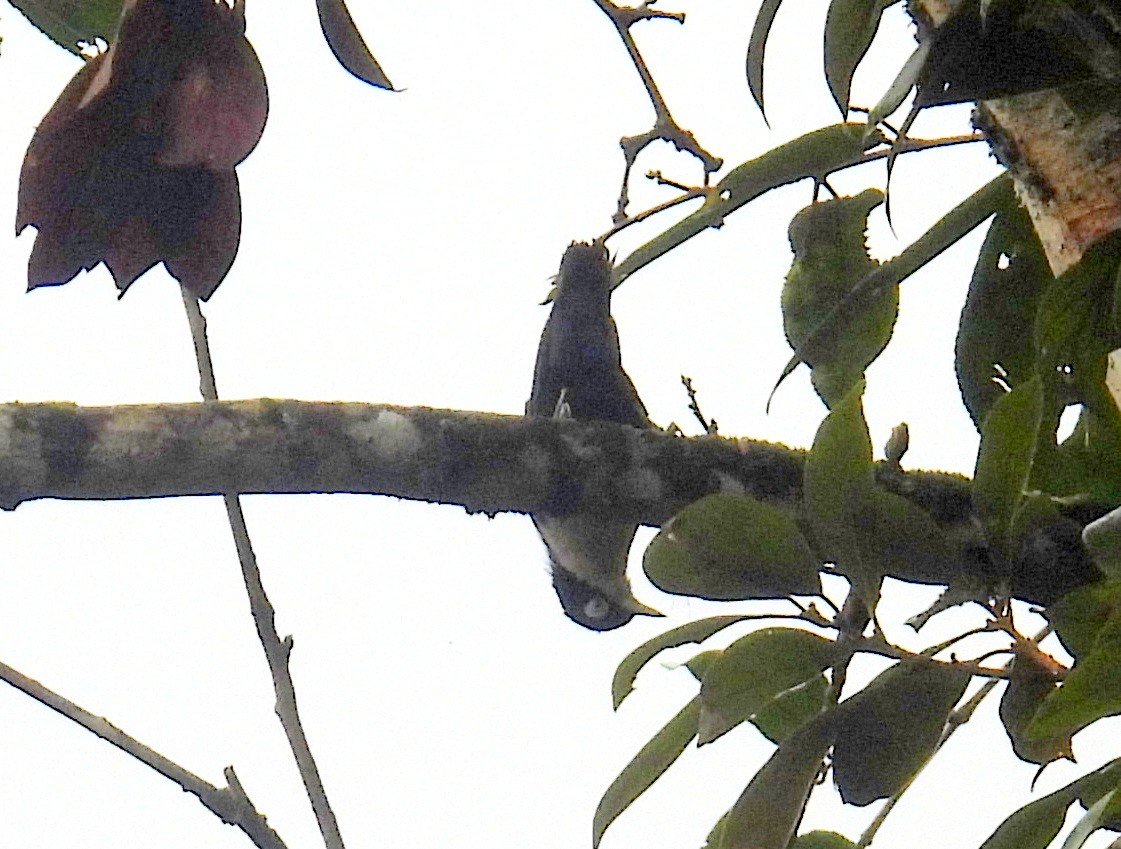 Blue Nuthatch - ML623645244