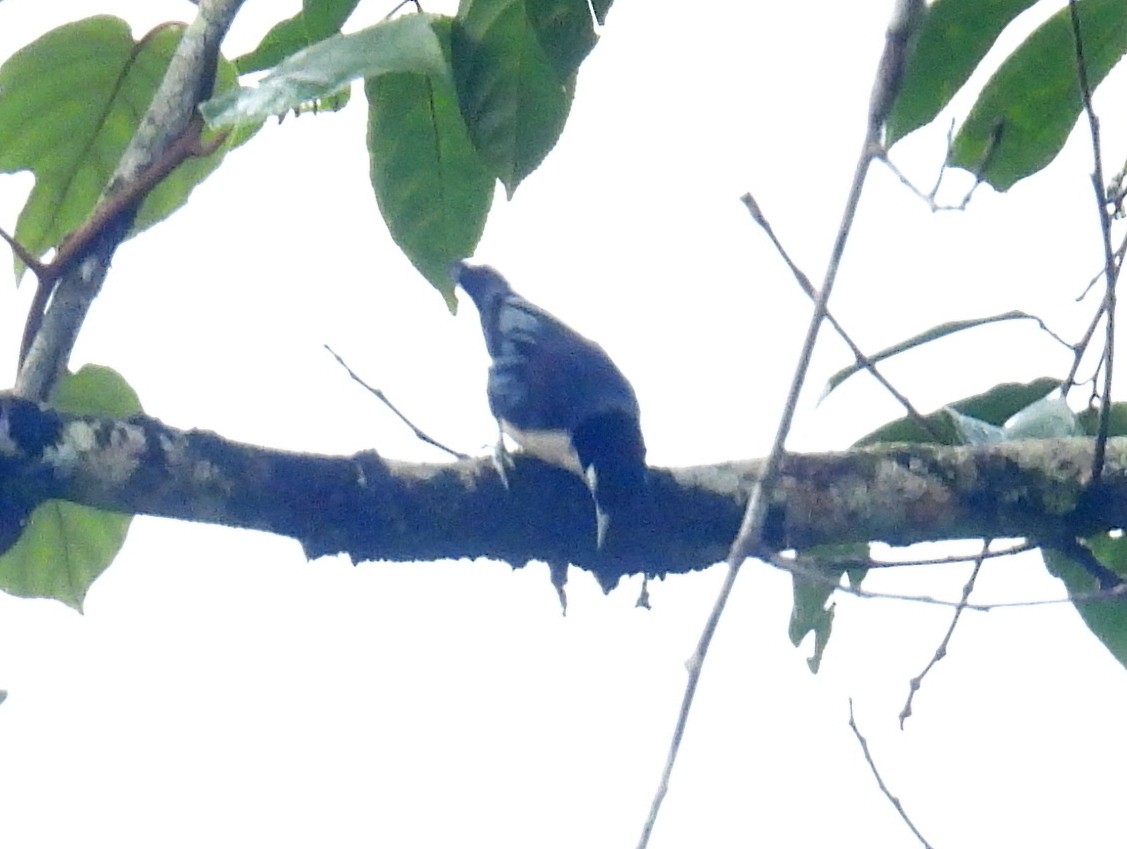 Blue Nuthatch - ML623645245