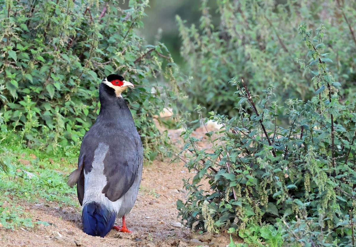 Tibetan Eared-Pheasant - ML623645252