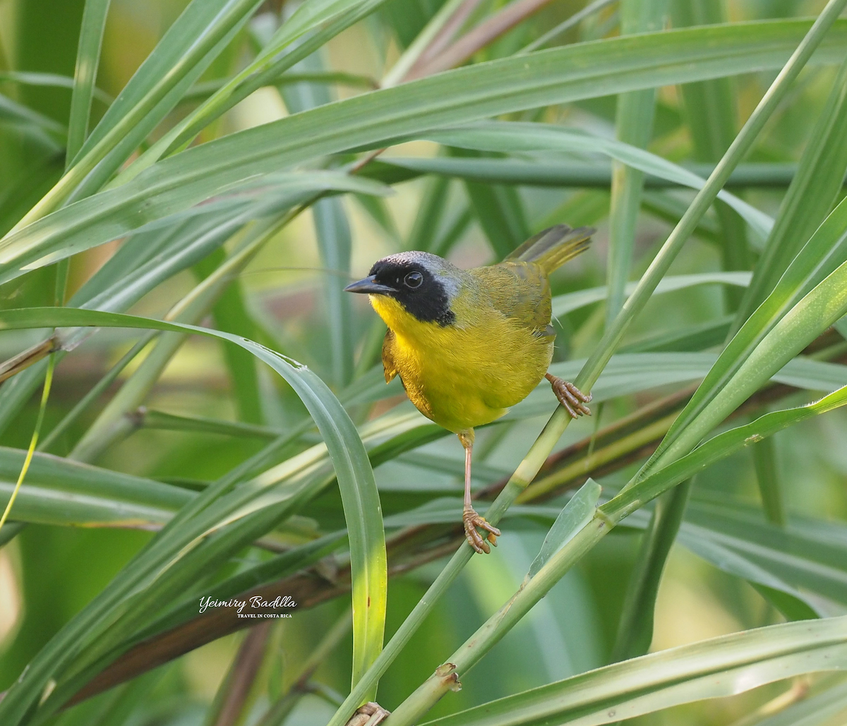 Olive-crowned Yellowthroat (Chiriqui) - ML623645288