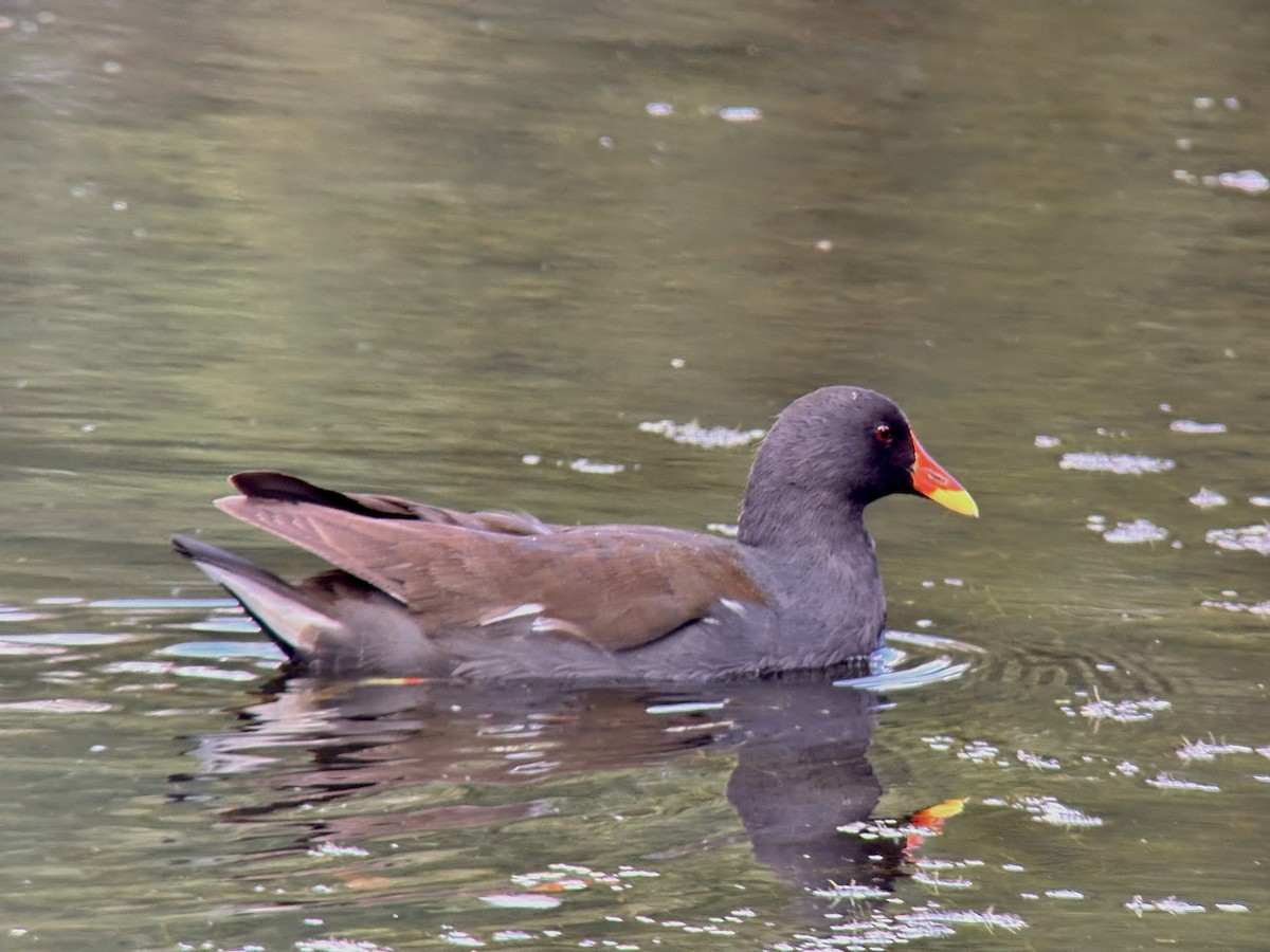 Eurasian Moorhen - ML623645322