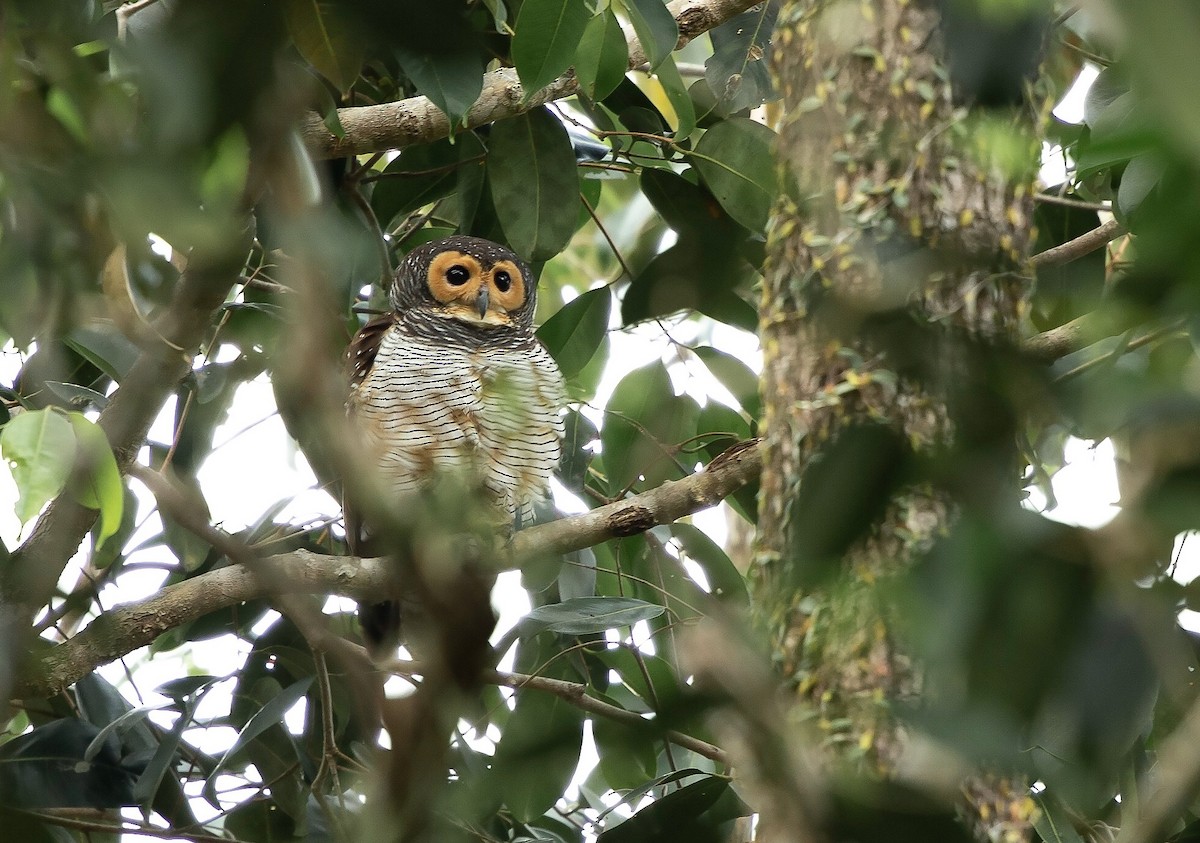 Spotted Wood-Owl - ML623645378