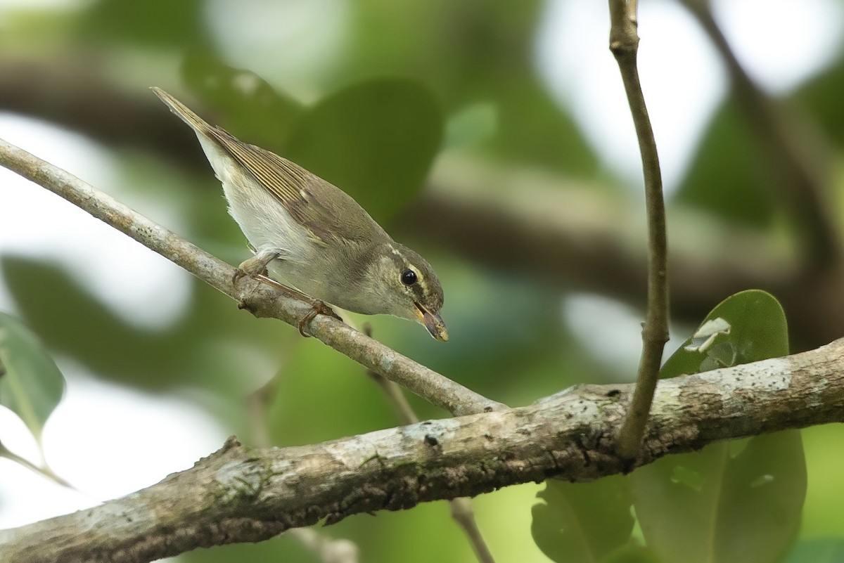 Arctic Warbler - ML623645402