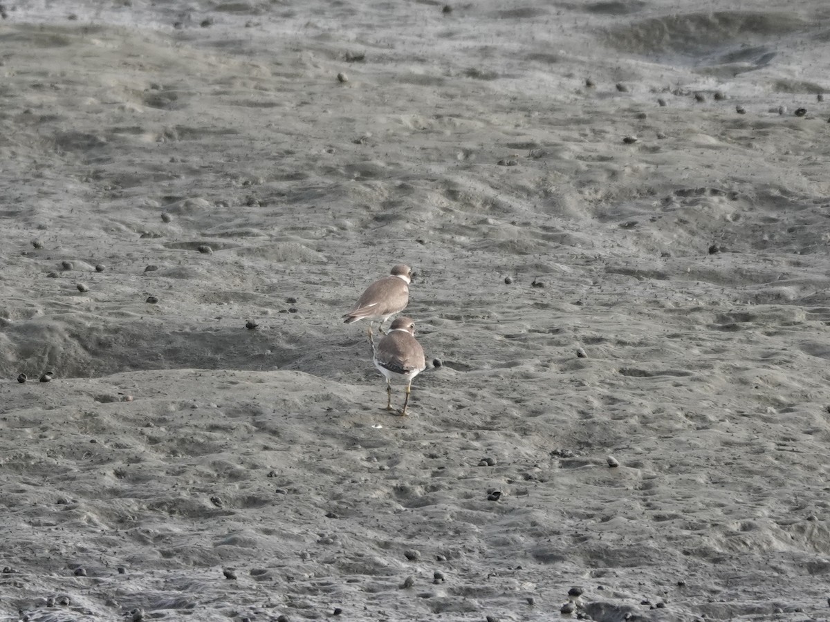 Semipalmated Plover - ML623645405