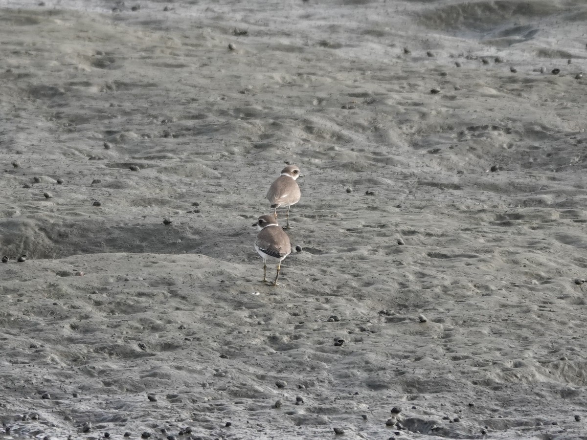 Semipalmated Plover - ML623645406