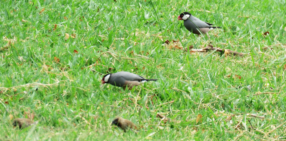 Java Sparrow - ML623645455