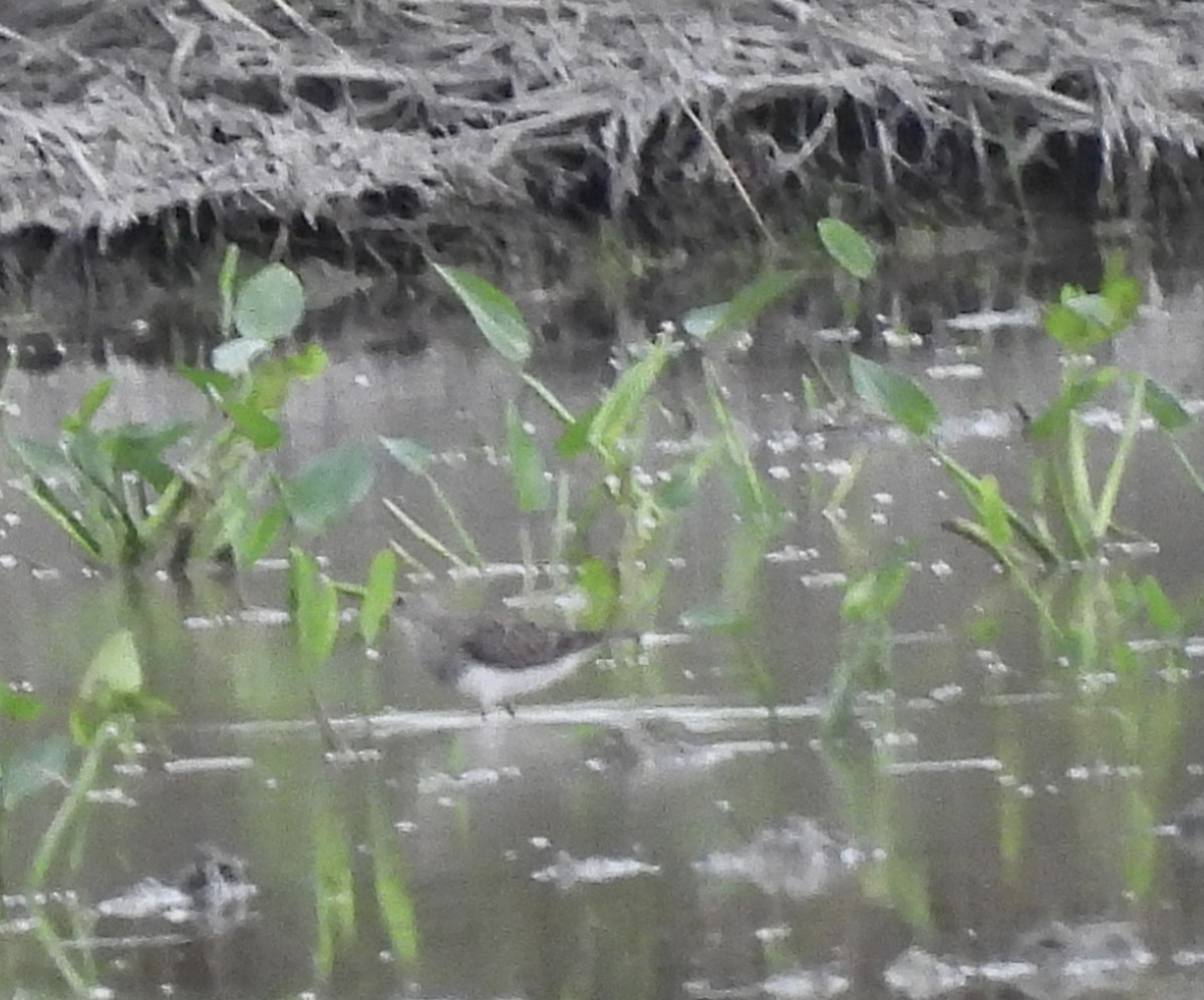 Pectoral Sandpiper - Yenifer Diaz