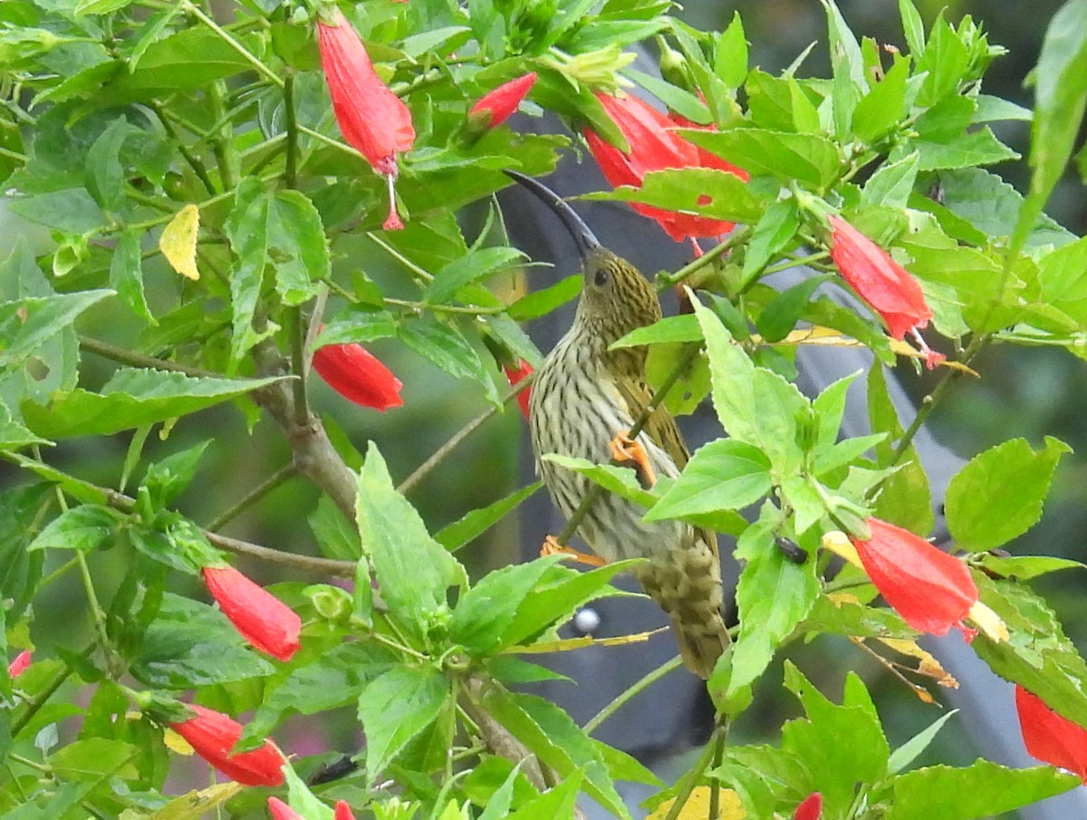 Streaked Spiderhunter - ML623645540