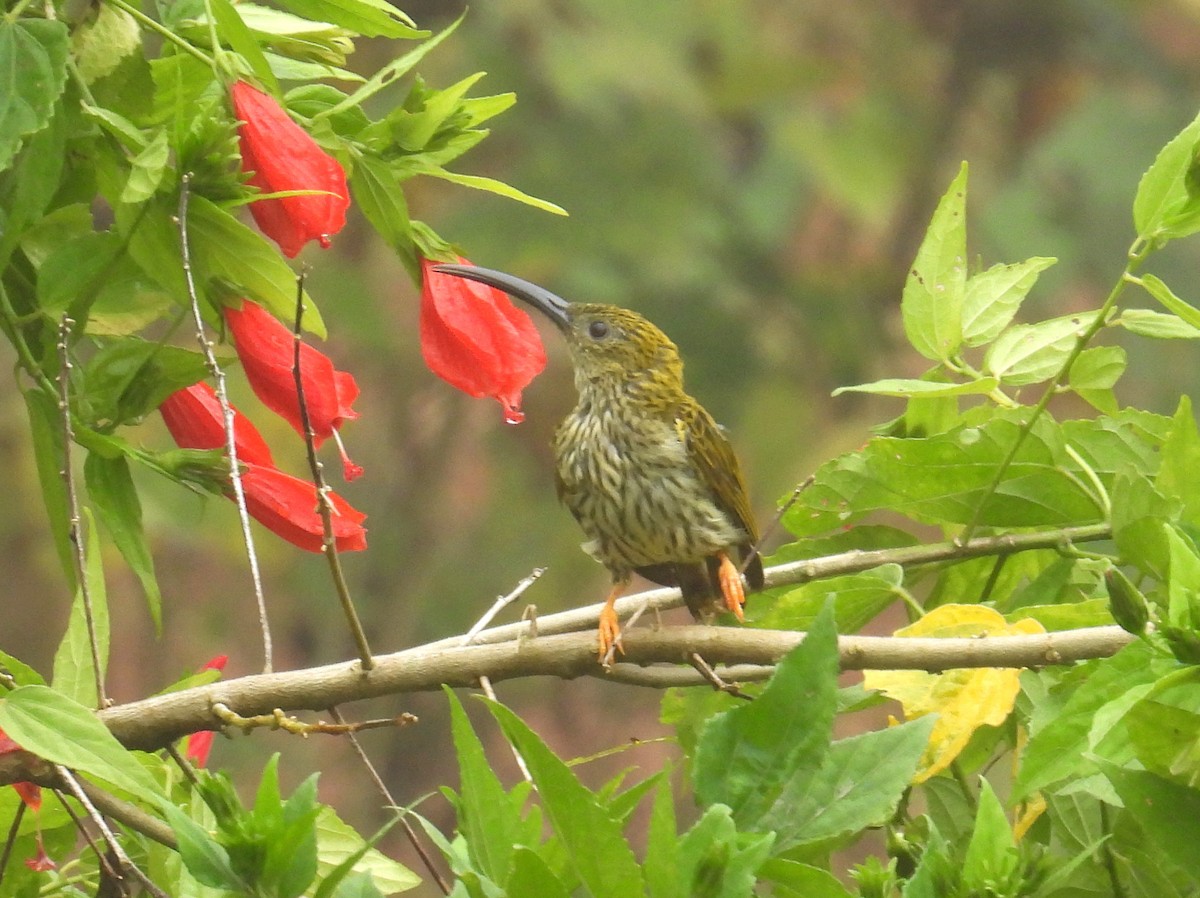 Streaked Spiderhunter - ML623645542