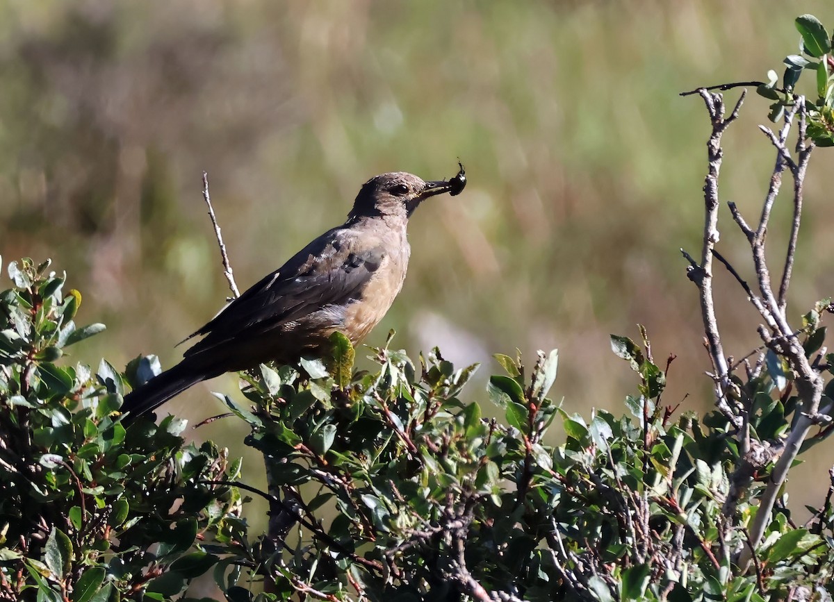 White-backed Thrush - ML623645555