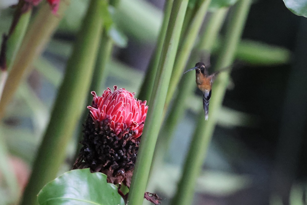 Black-throated Hermit - ML623645629