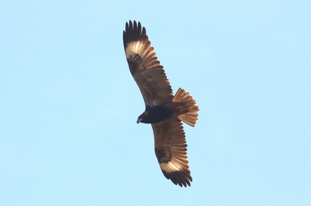 Black-breasted Kite - ML623645678