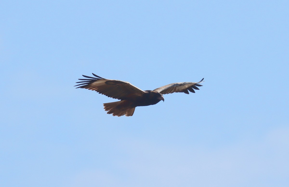 Black-breasted Kite - ML623645679