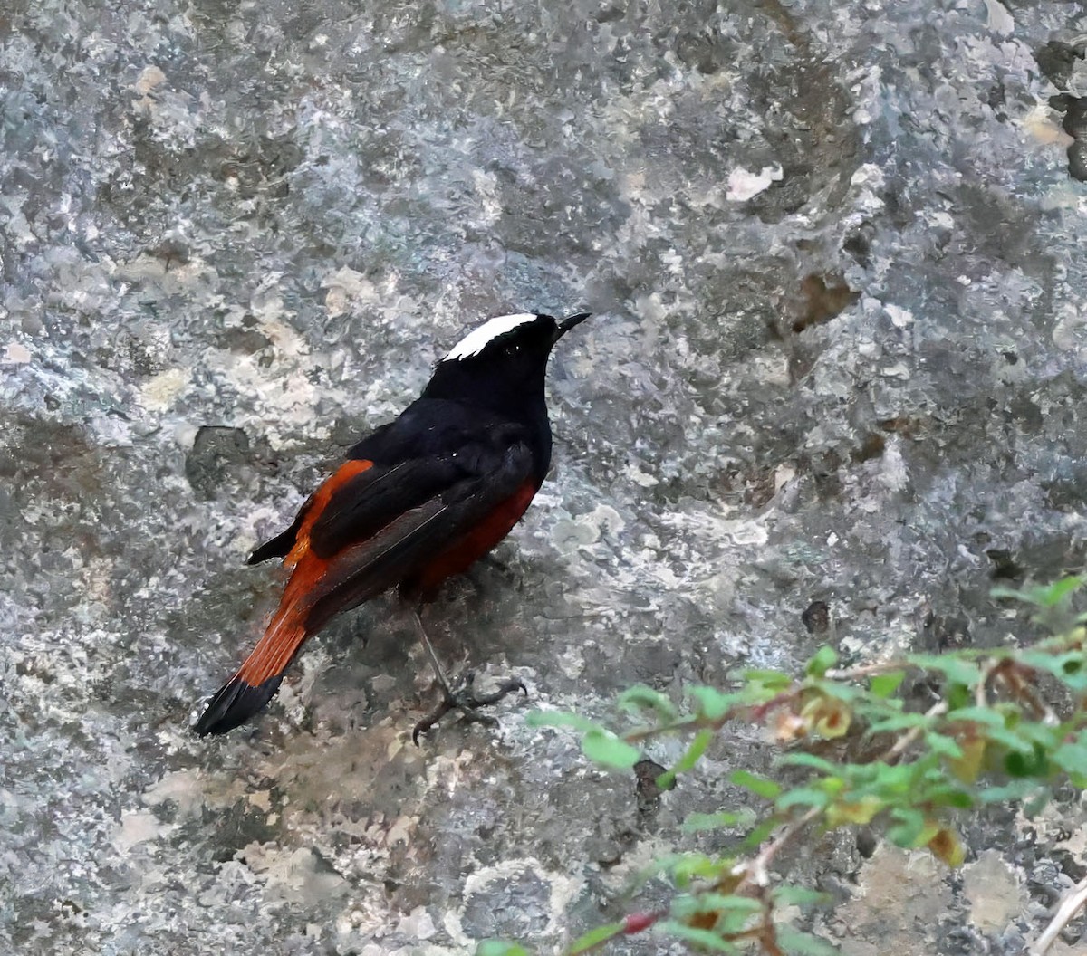 White-capped Redstart - Joelle Buffa Clyde Morris