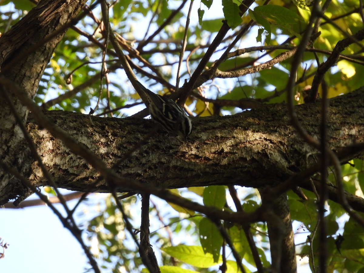 Black-and-white Warbler - ML623645699