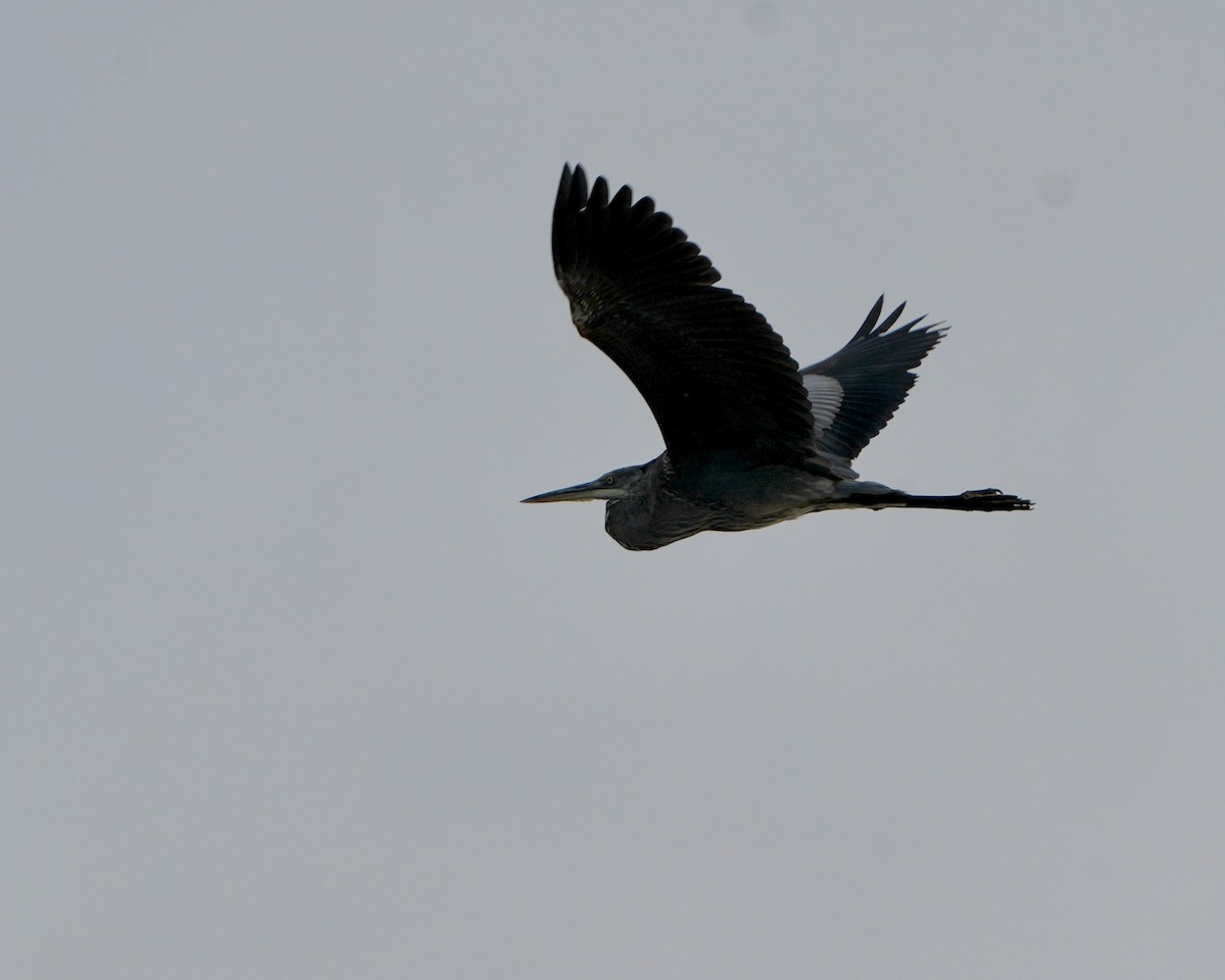 Great Blue Heron - ML623645718