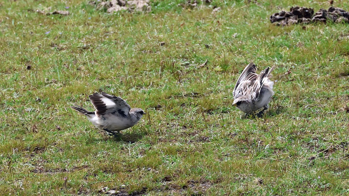 White-rumped Snowfinch - ML623645736