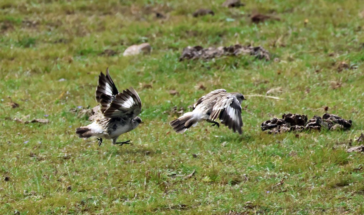 White-rumped Snowfinch - ML623645751