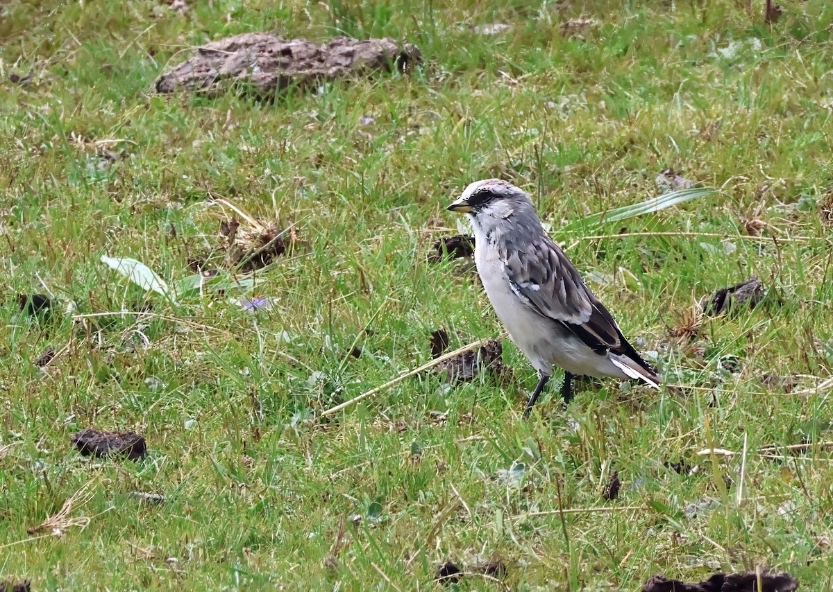 White-rumped Snowfinch - ML623645761