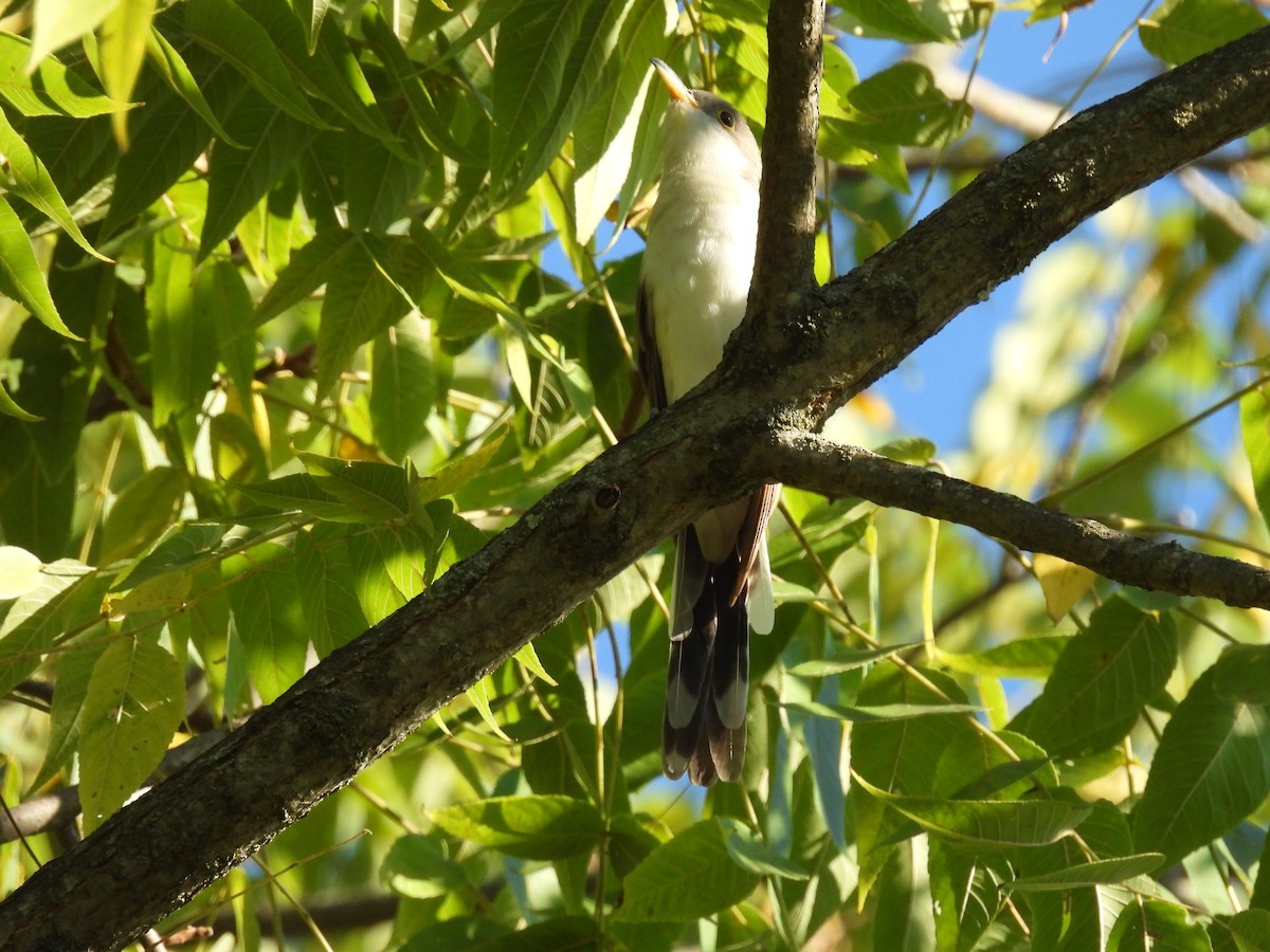 Yellow-billed Cuckoo - ML623645779