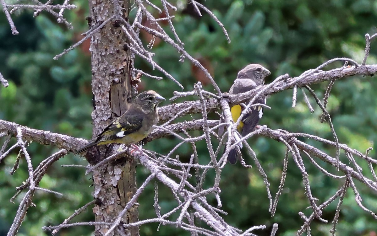 White-winged Grosbeak - ML623645797