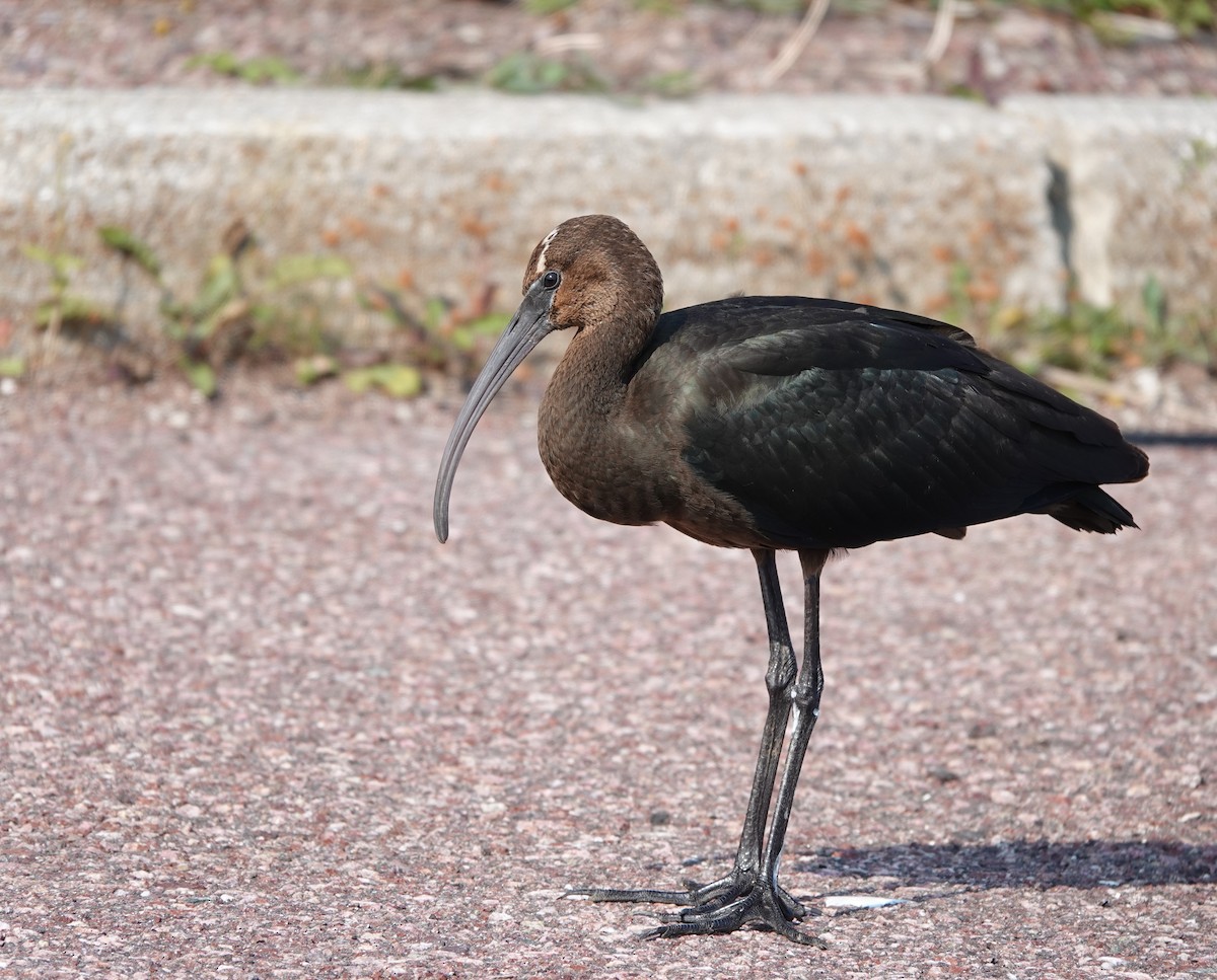 Glossy Ibis - Laurent Jackman