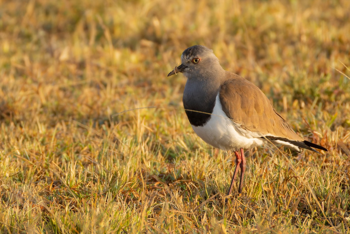 Black-winged Lapwing - ML623645899