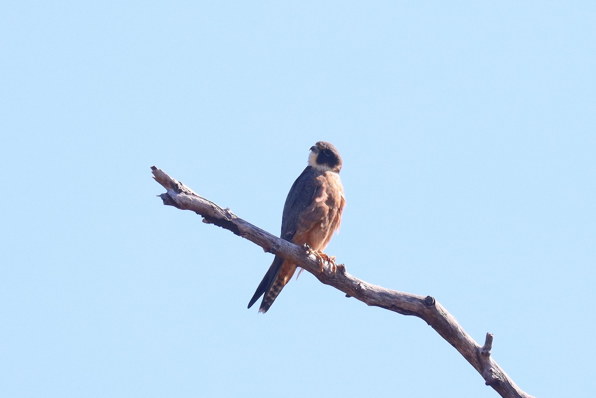 Australian Hobby - ML623645914