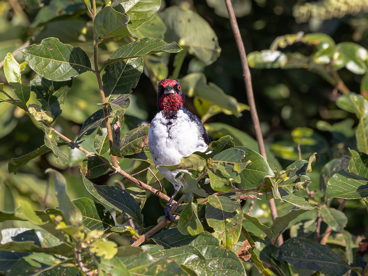 Crimson-fronted Cardinal (Araguaia) - ML623645928