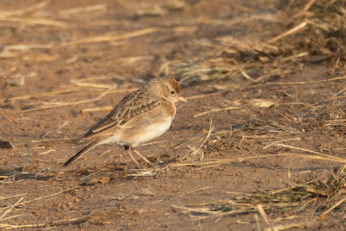 Red-capped Lark - ML623645933