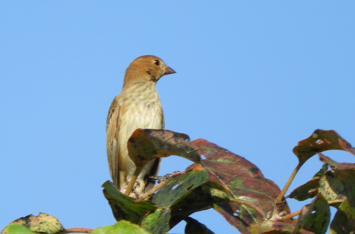 Indigo Bunting - ML623645965