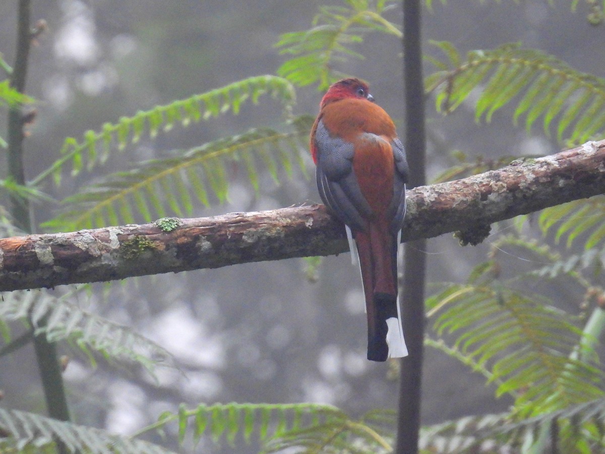 Red-headed Trogon - ML623645966