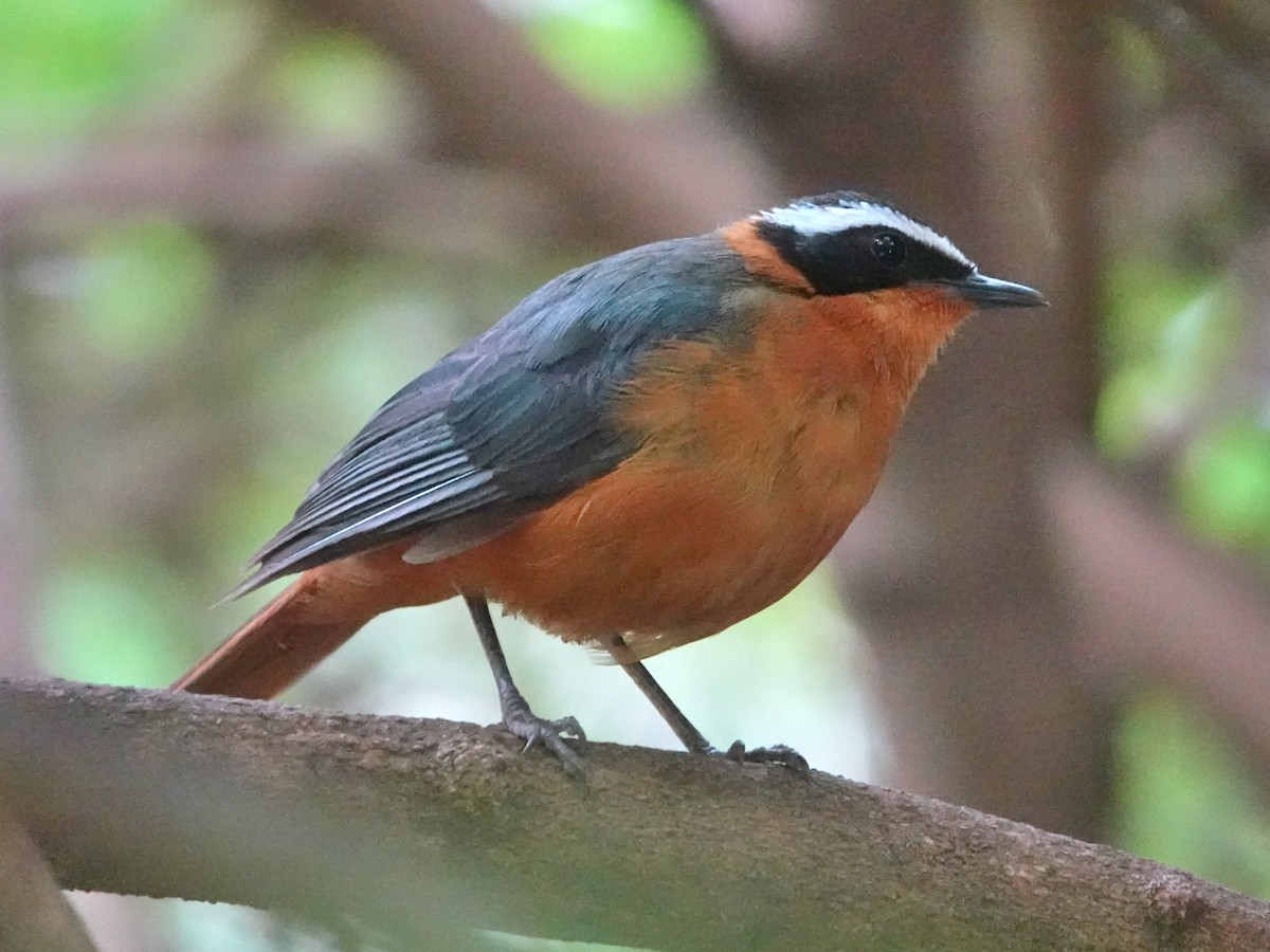 White-browed Robin-Chat - ML623646033