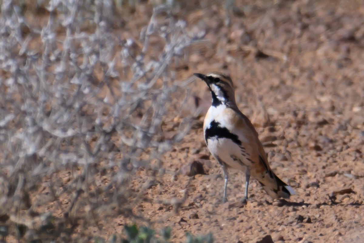 Cinnamon Quail-thrush - ML623646081