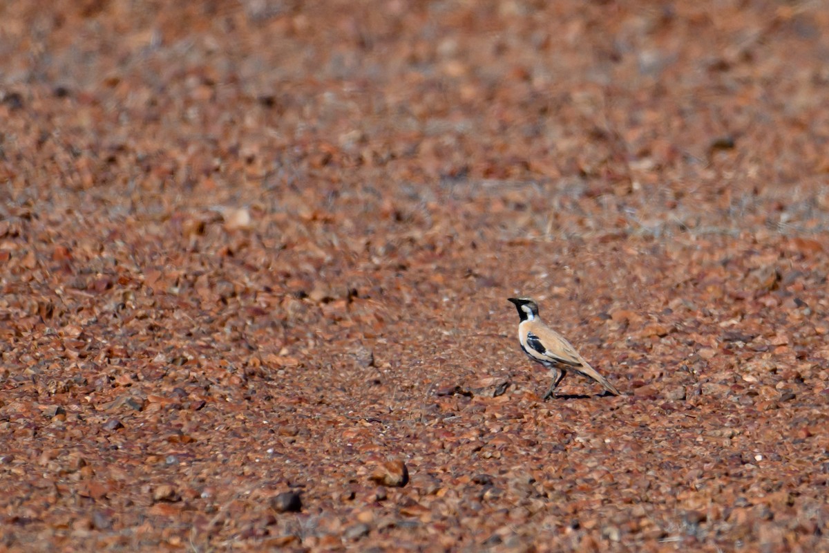 Cinnamon Quail-thrush - ML623646082