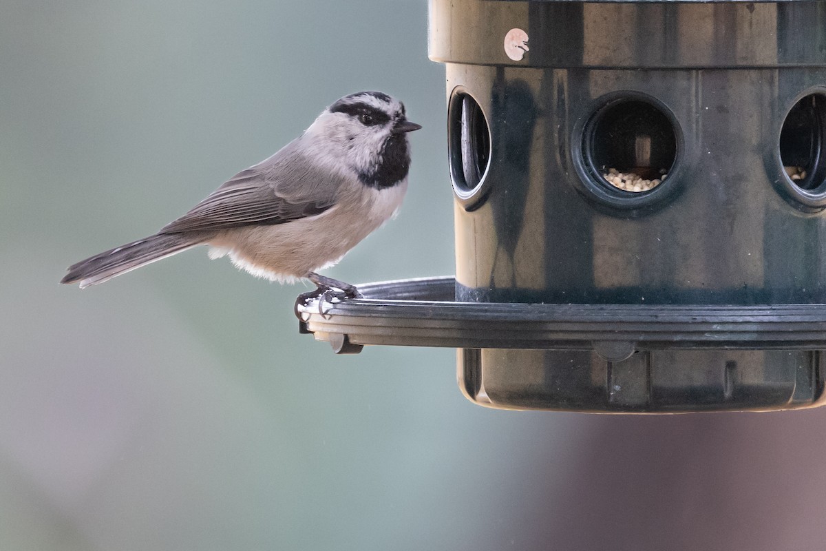 Mountain Chickadee - ML623646083