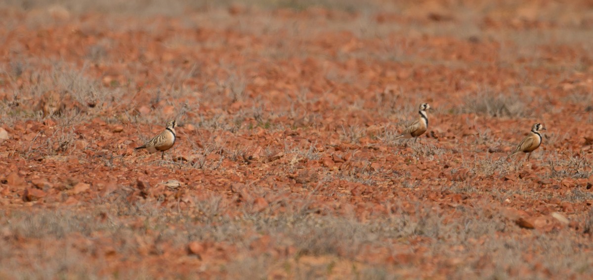 Inland Dotterel - ML623646091