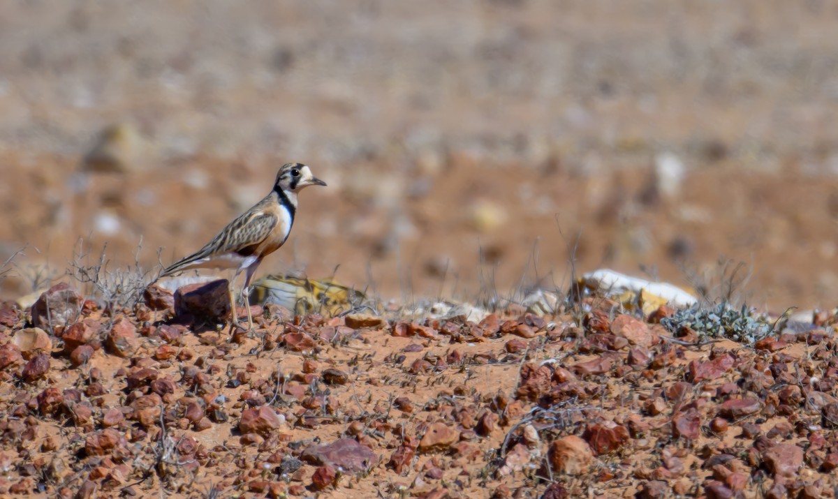 Inland Dotterel - Mark Lethlean