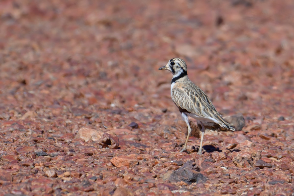 Inland Dotterel - Mark Lethlean