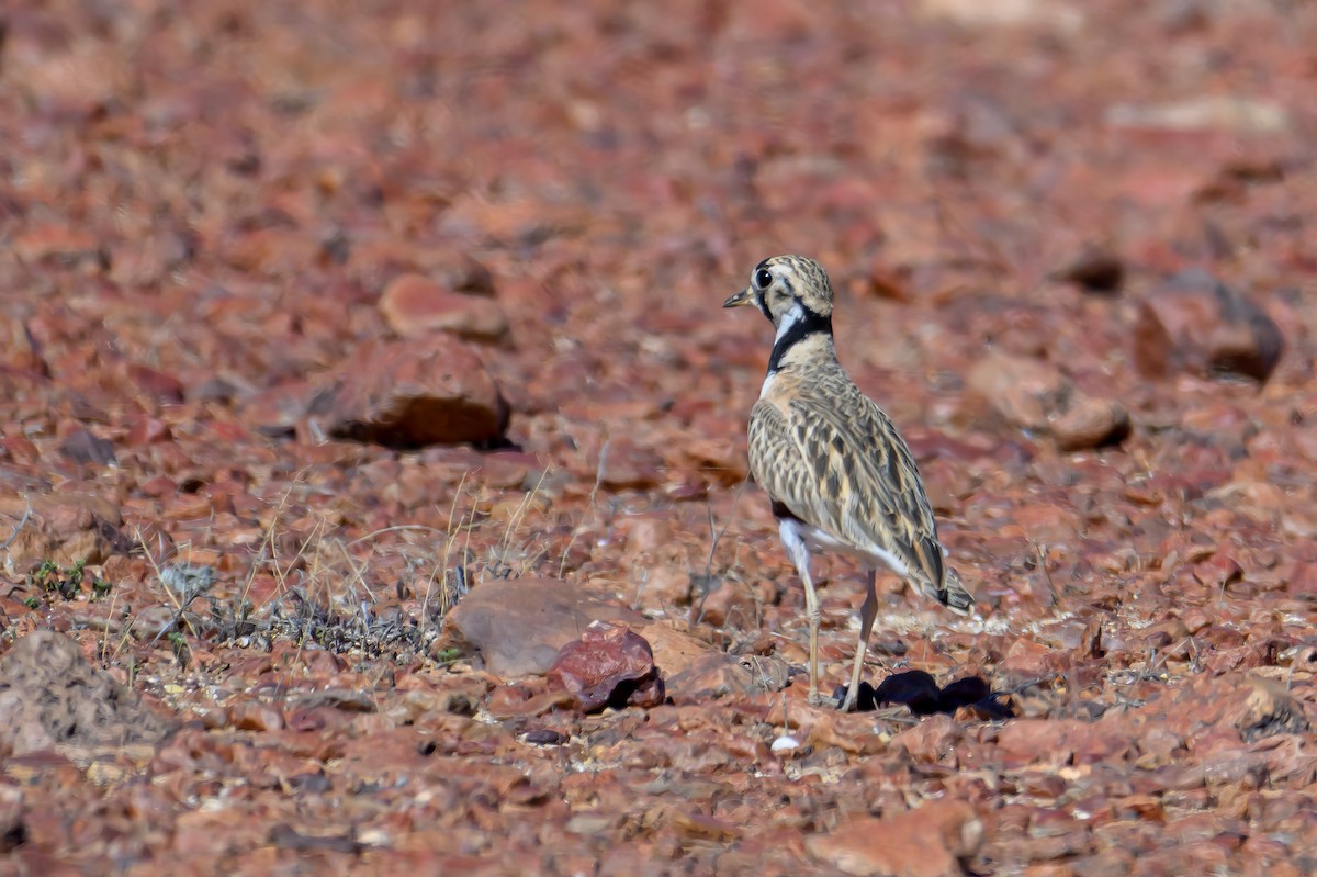 Inland Dotterel - ML623646095