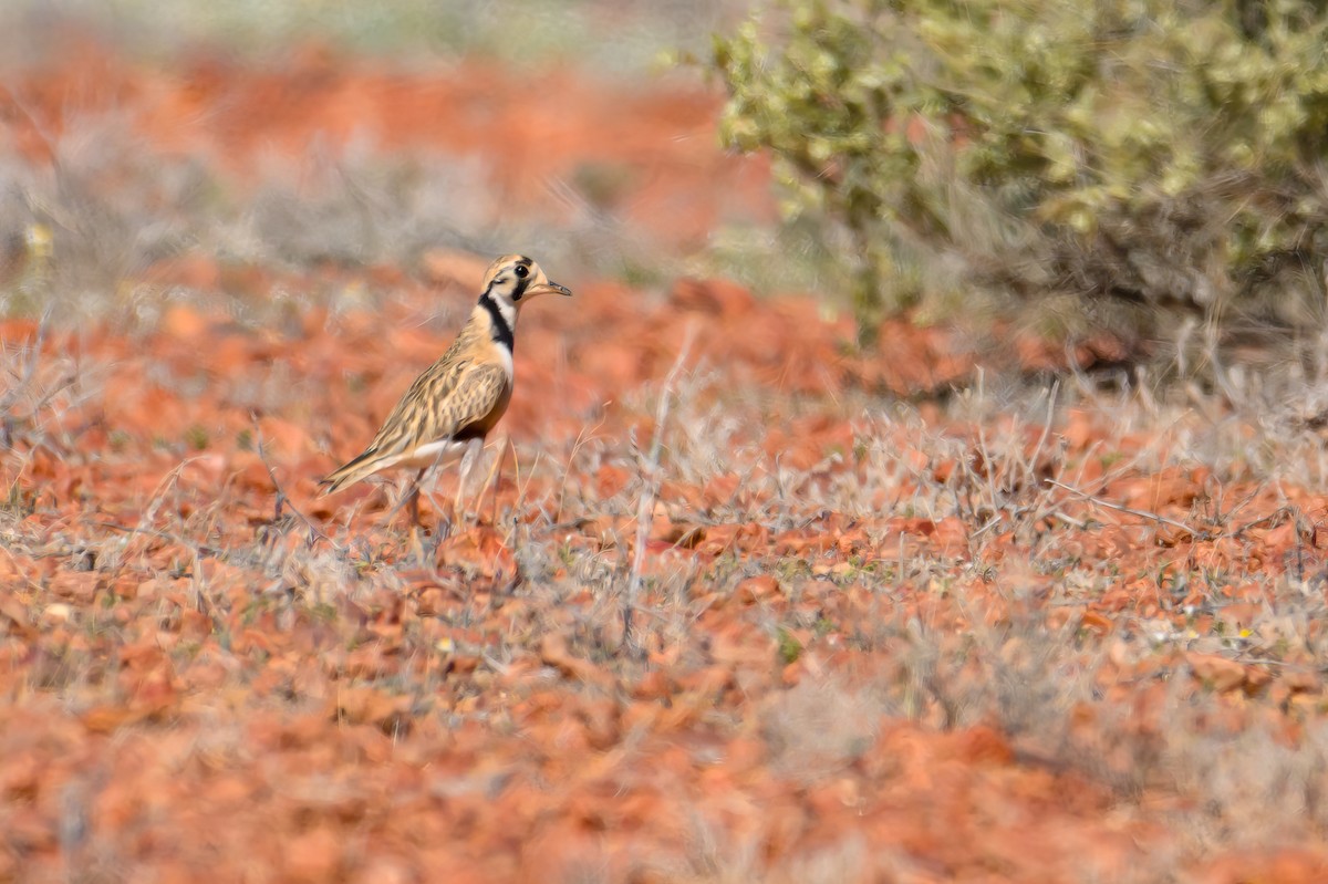 Inland Dotterel - ML623646096