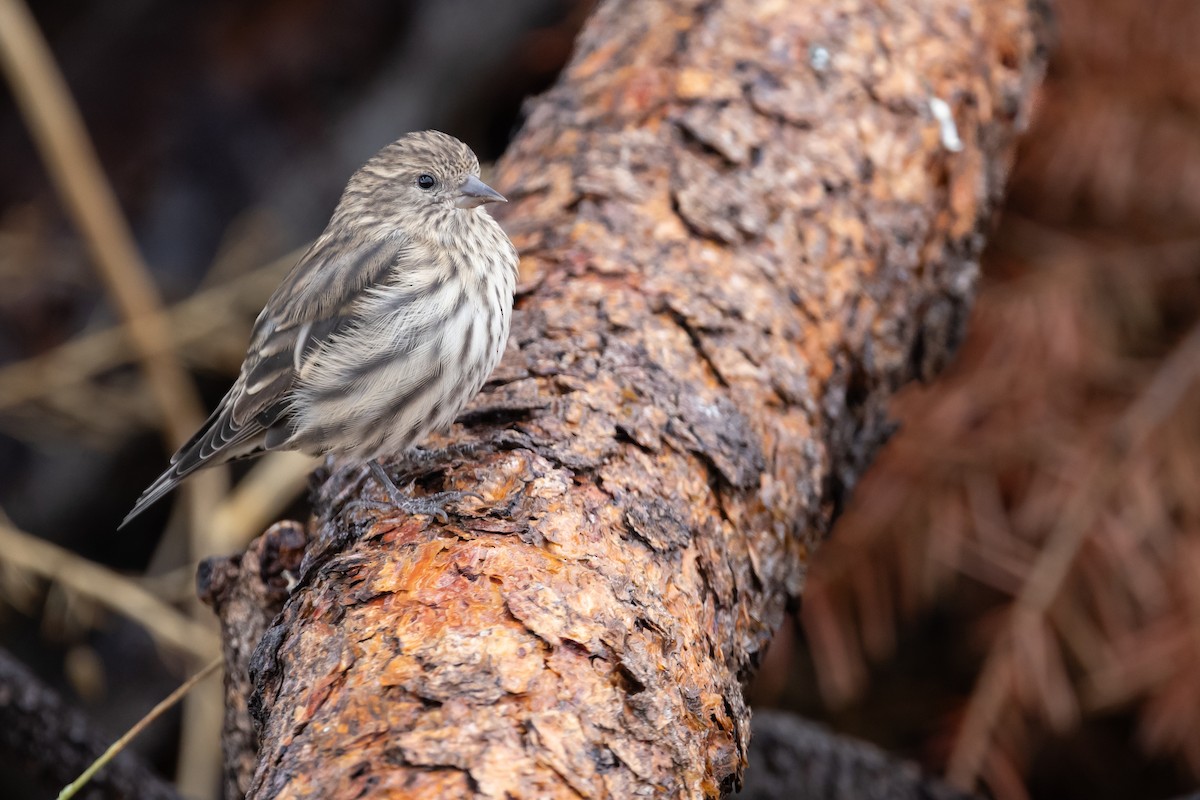 Pine Siskin - ML623646105