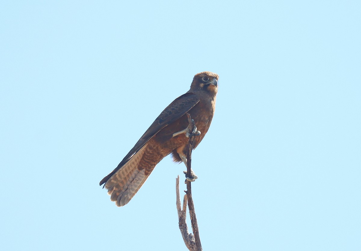 Brown Falcon - ML623646124
